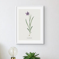 Set of Three Vintage Floral Prints | Pink Ixia Group | Botanical Wall Art - Framed