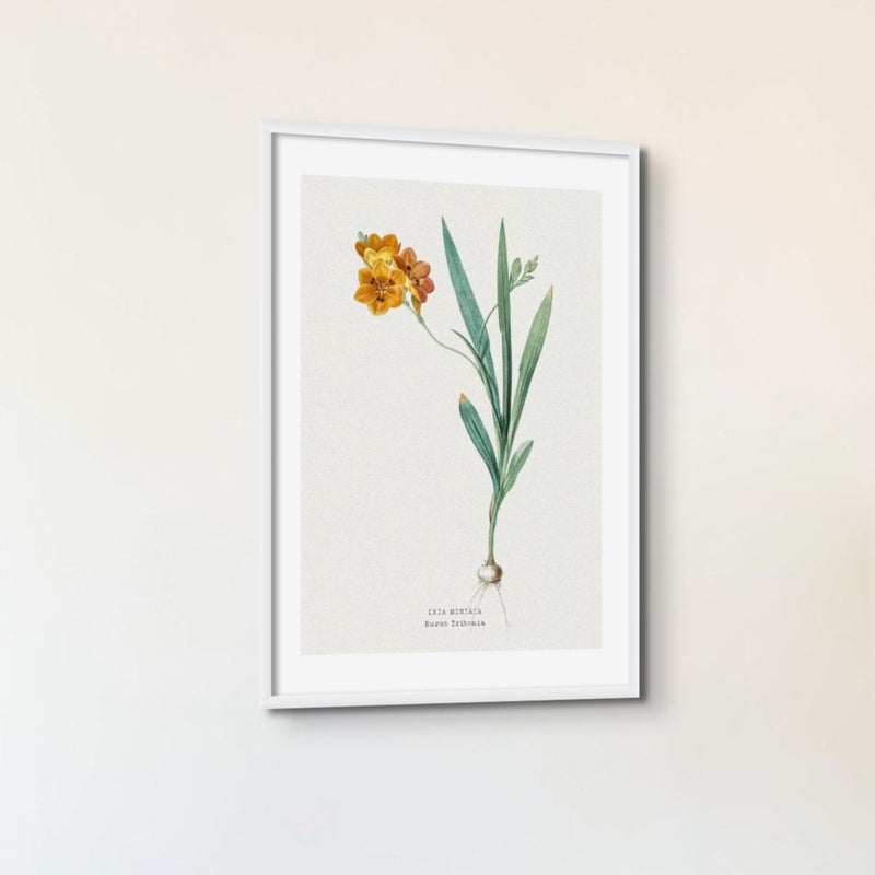 Set of Three Vintage Floral Prints | Spraxis Group | Botanical Wall Art - Unframed