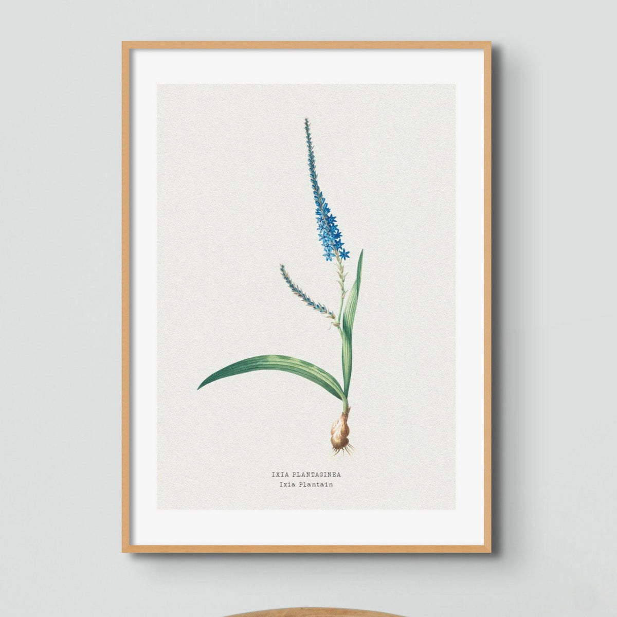Set of Three Vintage Floral Prints | Delicate Ixia Group | Botanical Wall Art - Framed