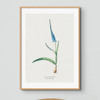 Set of Three Vintage Floral Prints | Delicate Ixia Group | Botanical Wall Art - Framed