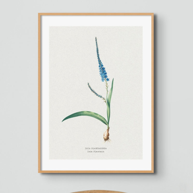 Set of Three Vintage Floral Prints | Delicate Ixia Group | Botanical Wall Art - Framed