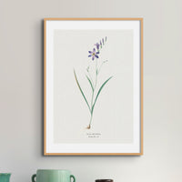Set of Three Vintage Floral Prints | Delicate Ixia Group | Botanical Wall Art - Framed