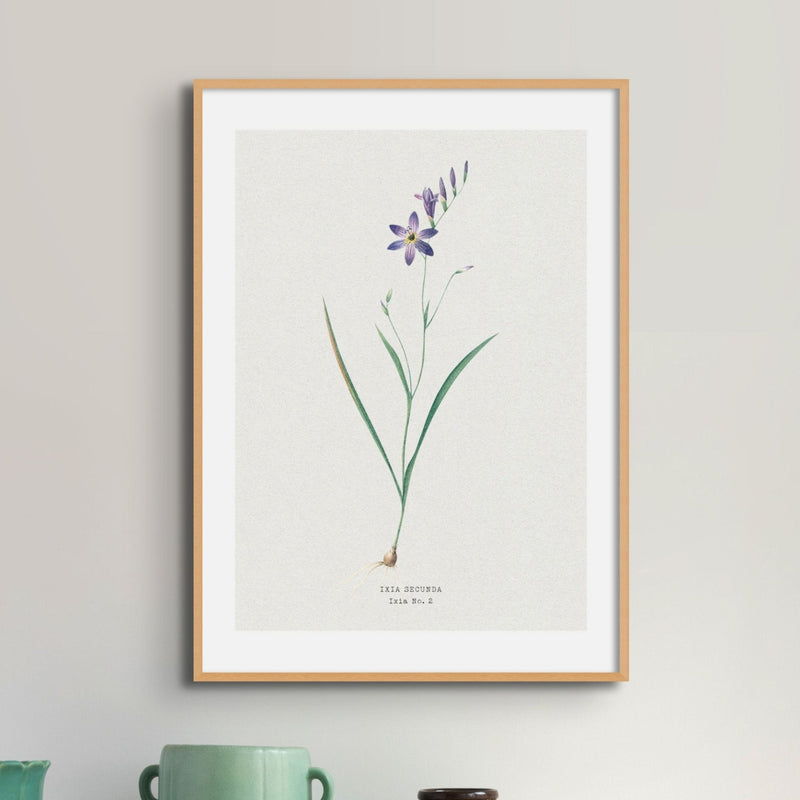 Set of Three Vintage Floral Prints | Delicate Ixia Group | Botanical Wall Art - Framed