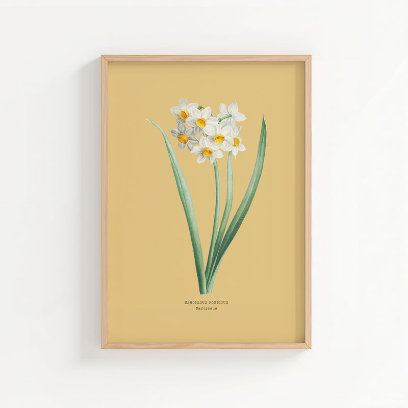 Narcissus | Botanical Art Vintage Flower Print | Yellow Sand - Unframed