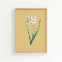 Narcissus | Botanical Art Vintage Flower Print | Yellow Sand - Unframed