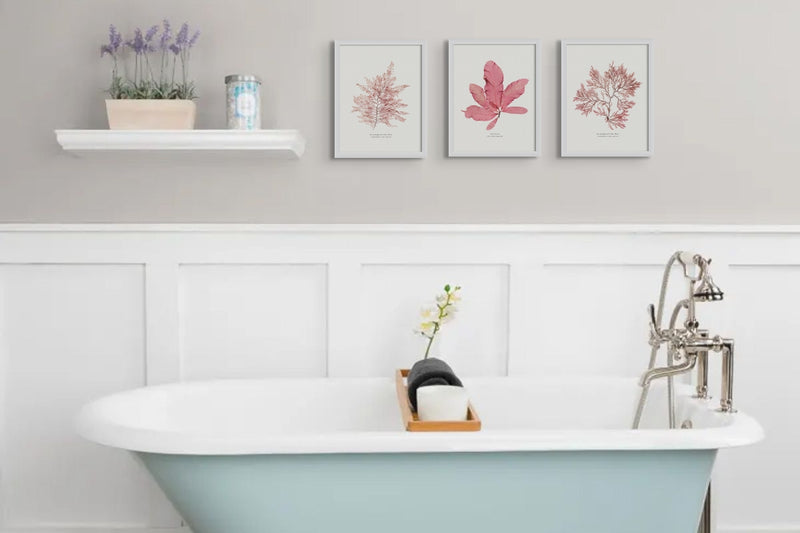 Botanical Bathroom Art Prints - roll top bath with white panelling behind. set of three seaweed prints above roll top bath