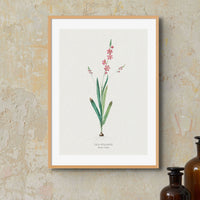 Set of Three Vintage Floral Prints | Pink Ixia Group | Botanical Wall Art - Framed