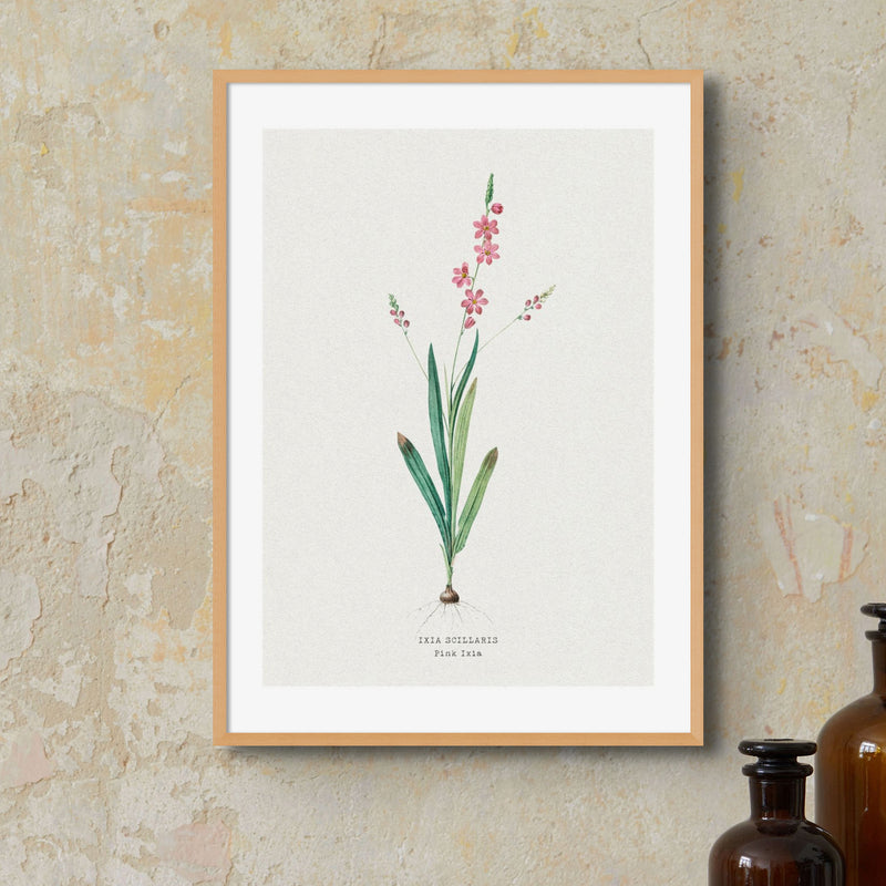 Set of Three Vintage Floral Prints | Pink Ixia Group | Botanical Wall Art - Framed