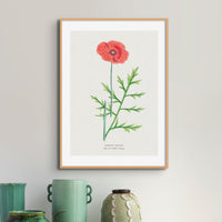 Set of Three Vintage Floral Prints | Poppy Flower Group | Botanical Wall Art - Framed
