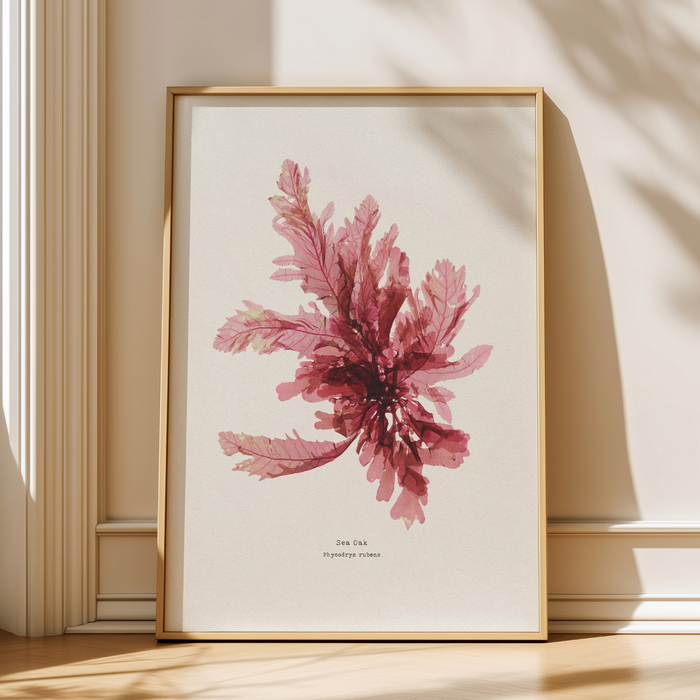 Pressed seaweed art print of sea oak specimen framed - framed coastal botanical art print