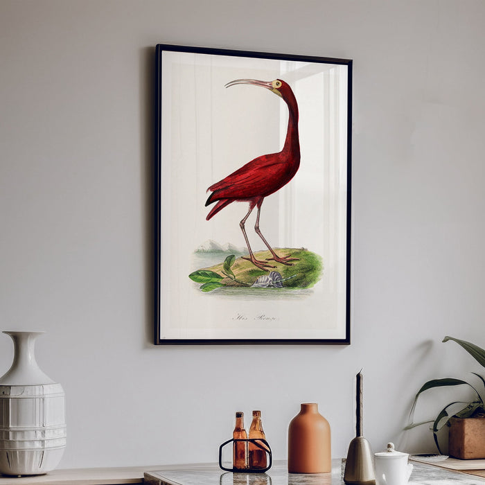 A framed vintage bird art print depicting a red ibis standing on a rock in dining room.