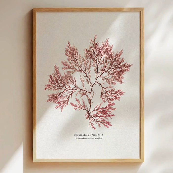 framed pressed red seaweed print on wall - seaweed art print