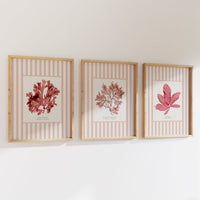 Three framed prints with coral illustrations on a white wall