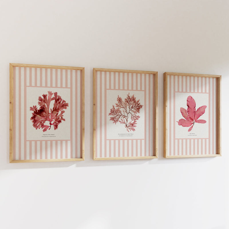Three framed prints with coral illustrations on a white wall