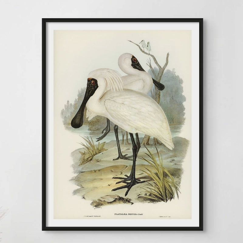 Spoonbill (Royal) Vintage Bird Art Print - Unframed
