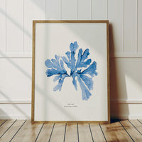 sea oak seaweed painting in blue - botanical art print 