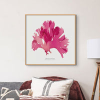 Set of Three Red Seaweed Art Prints Square - Framed Beach House Art