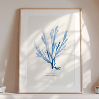 seaweed paintin - boanical art print framed in wooden frame