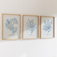 Blue Watercolour Seaweed Art Print | Beautiful Fan Weed Seaweed Painting  - Unframed