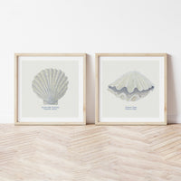 Hand-painted Scallop Shell Art Print | Natural Background - Unframed