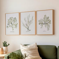 Set of 3 framed green seaweed art prints on wall above sofa. Living room with green sofa, potted plants, and framed seaweed prints on the wall.