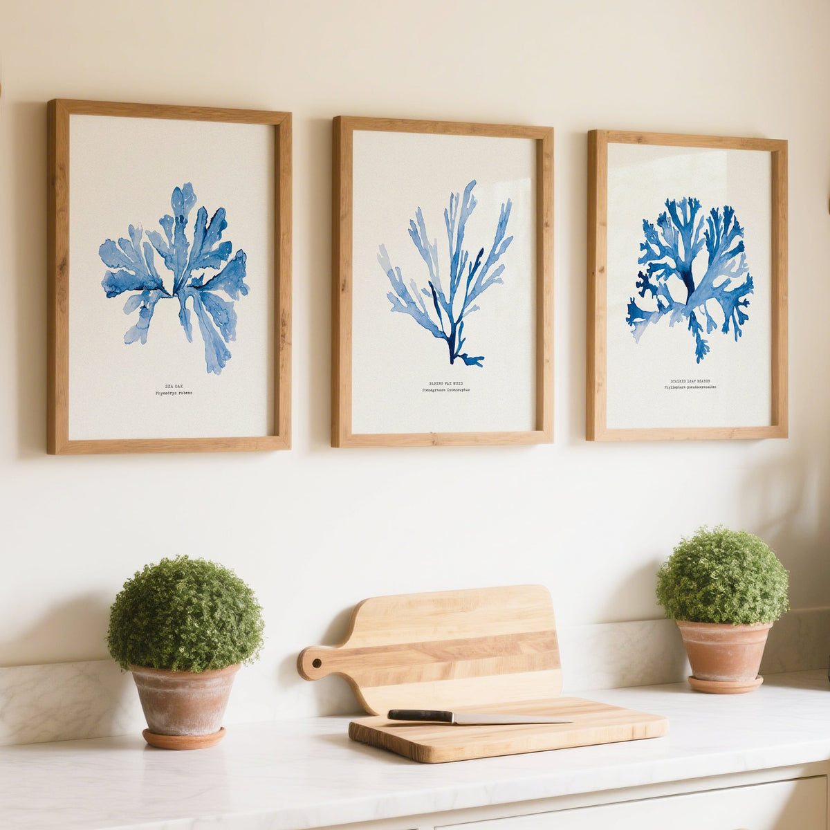 Set of 3 indigo seaweed art prints framed above a kitchen counter in a light coastal kitchen