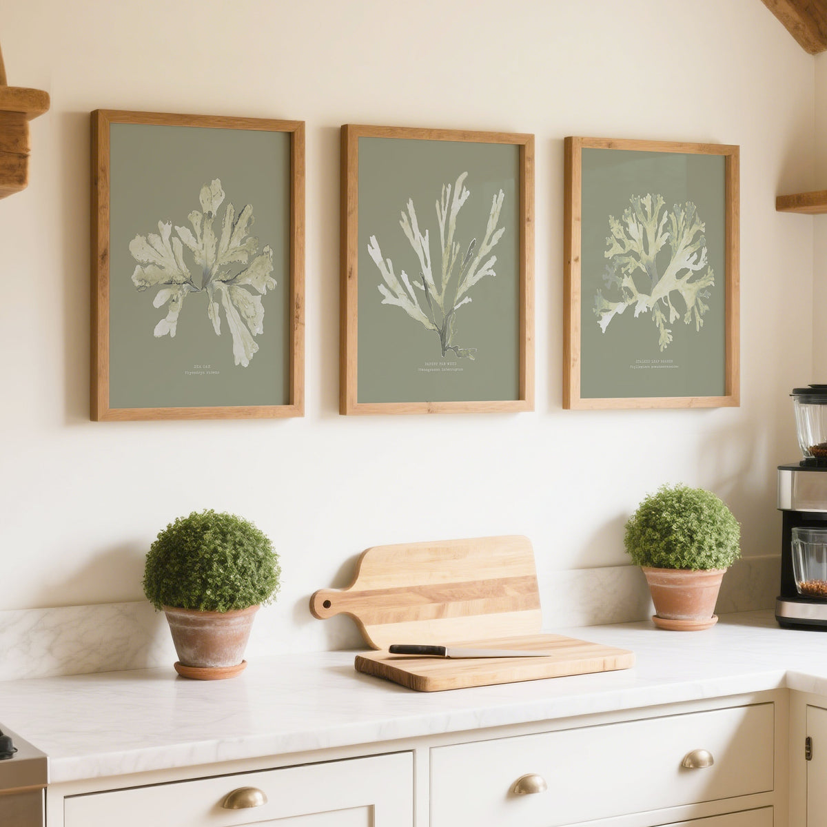 Set of three green seaweed paintings in kitchen. Kitchen interior with white cabinets, wooden beams, and framed botanical prints on the wall.