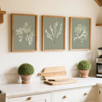 Set of three green seaweed paintings in kitchen. Kitchen interior with white cabinets, wooden beams, and framed botanical prints on the wall.