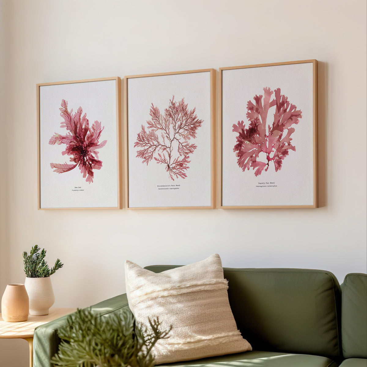 Set of 3 framed pressed seaweed prints in living room above sofa. Living room with green sofa, potted plants, and framed pink seaweed prints on the wall.