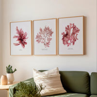 Set of 3 framed pressed seaweed prints in living room above sofa. Living room with green sofa, potted plants, and framed pink seaweed prints on the wall.