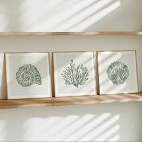 Set of 3 sage green shell and coral prints, framed coastal wall art for bathroom or  bedroom