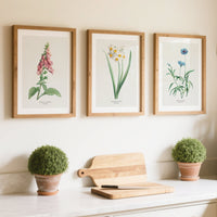 Set of 3 vintage flower prints on the wall in the kitchen. Kitchen with framed botanical prints on the wall, plants, and kitchen appliances. 