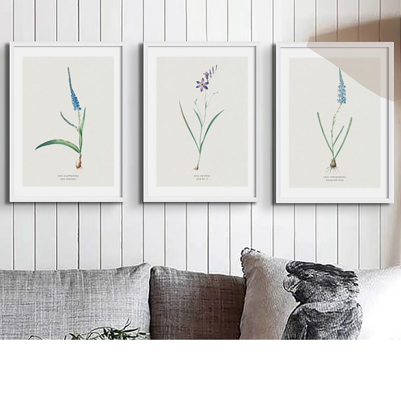 set of three vintage flower prints on wall above sofa