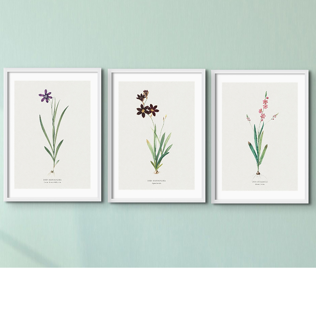 Set of Three Vintage Floral Prints | Pink Ixia Group | Botanical Wall Art - Framed