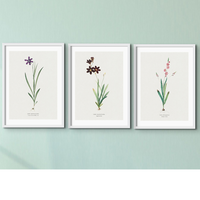 Set of Three Vintage Floral Prints | Pink Ixia Group | Botanical Wall Art - Framed