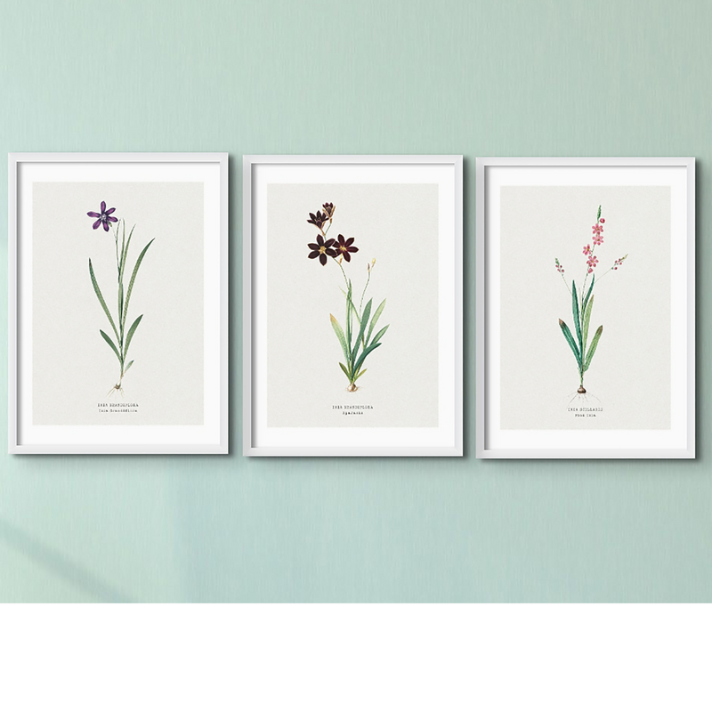 Set of Three Vintage Floral Prints | Pink Ixia Group | Botanical Wall Art - Framed