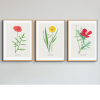 Set of Three Vintage Floral Prints | Poppy Flower Group | Botanical Wall Art - Framed