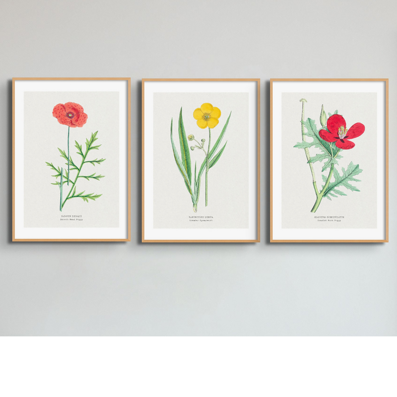 Set of Three Vintage Floral Prints | Poppy Flower Group | Botanical Wall Art - Framed