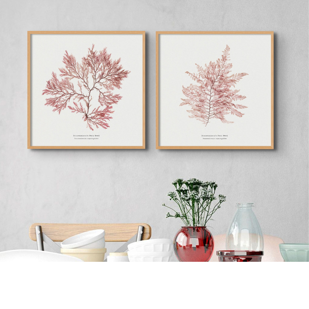 Set Of Two Square Pressed Seaweed Prints | Seaweed Art - Framed