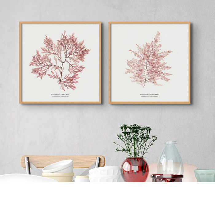 Set of Two Square Pressed Seaweed Prints | Seaweed Art - Unframed