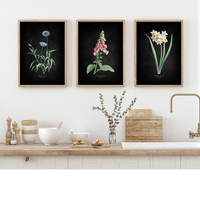 Set of three framed botanical prints above a kitchen counter with decorative items.