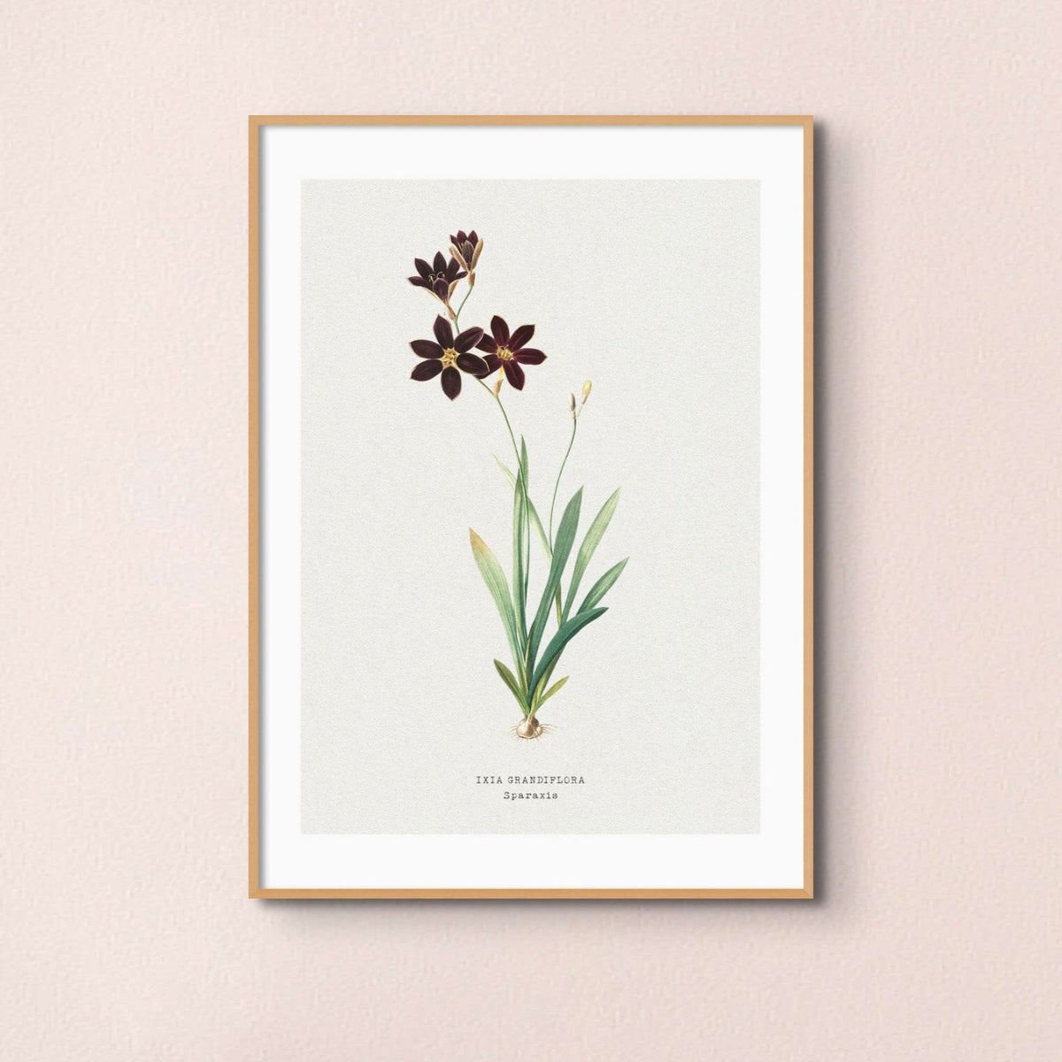 Set of Three Vintage Floral Prints | Pink Ixia Group | Botanical Wall Art - Framed