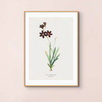 Set of Three Vintage Floral Prints | Pink Ixia Group | Botanical Wall Art - Framed
