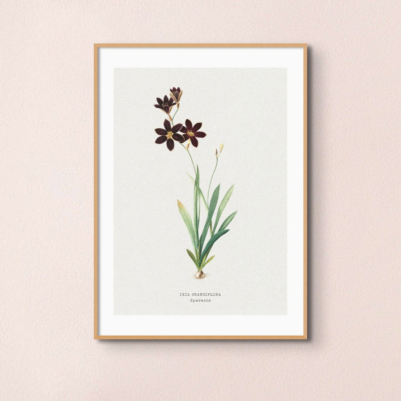 Set of Three Vintage Floral Prints | Pink Ixia Group | Botanical Wall Art - Framed
