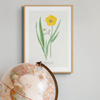 Set of Three Vintage Floral Prints | Poppy Flower Group | Botanical Wall Art - Framed