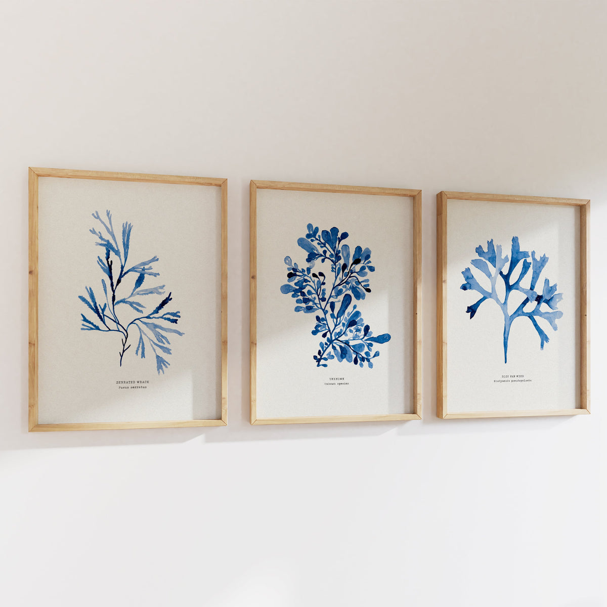 Three framed blue botanical prints on a white wall