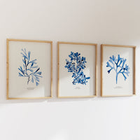 Three framed blue botanical prints on a white wall