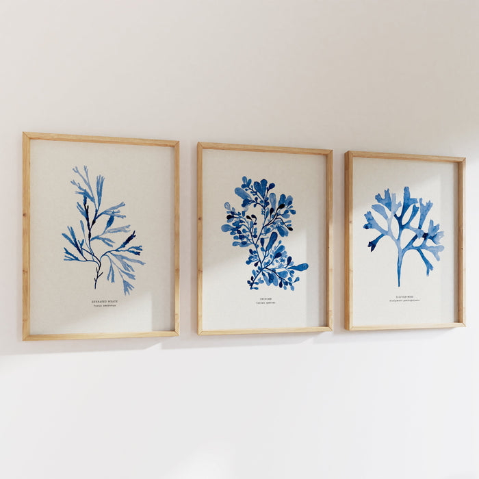 Three framed blue botanical prints on a white wall