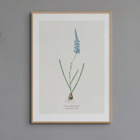 Set of Three Vintage Floral Prints | Delicate Ixia Group | Botanical Wall Art - Framed