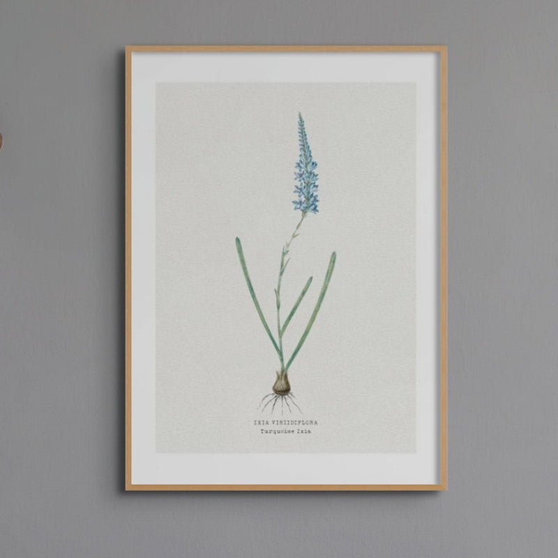 Set of Three Vintage Floral Prints | Delicate Ixia Group | Botanical Wall Art - Framed